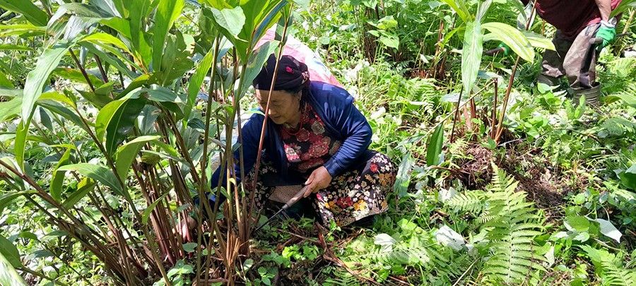 किसानको समस्या पहिचान गर्दै अलैँची महासङ्घ